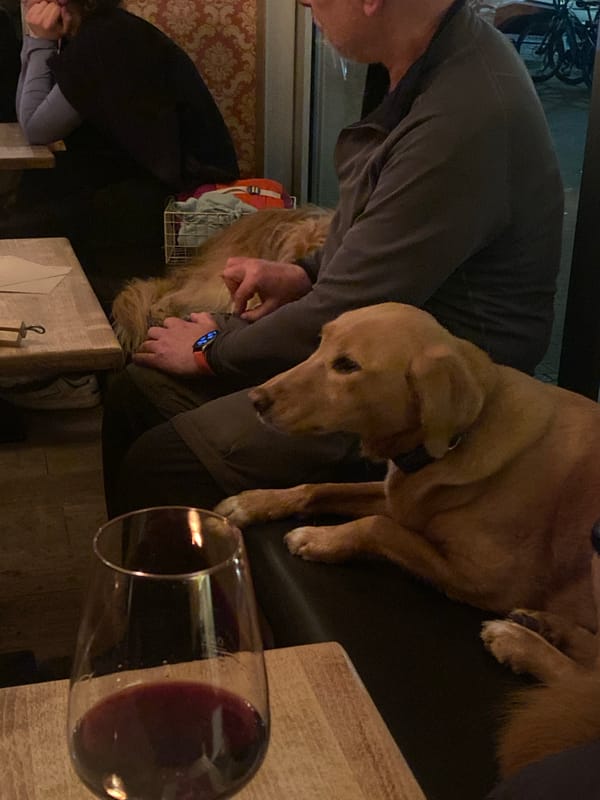 Person dines with golden retriever at Heidelberg restaurant