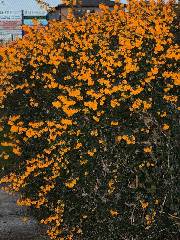 Yellow flowering bush documented in Pentre, UK