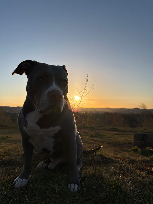 Evening walk documented in Schifflange Luxembourg parkland and trails