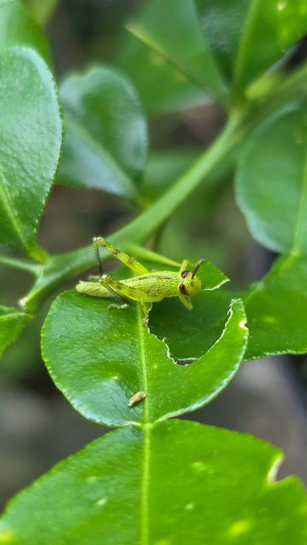 Nature observer documents insects, plants in Indonesian city morning
