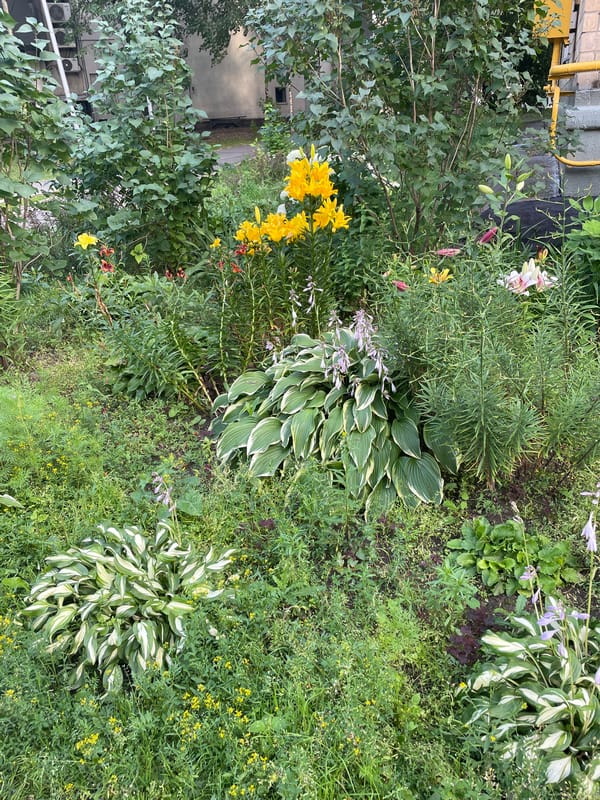 Garden blooms, a resting dog, and a quiet Moscow afternoon