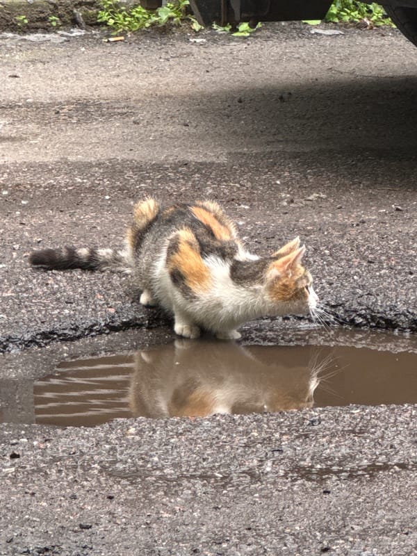 Calico cat roams a wet Saint Petersburg courtyard on a June morning