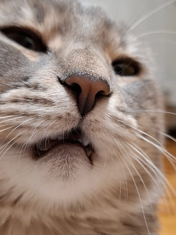 Relaxed tabby cat observed resting in close-up shots