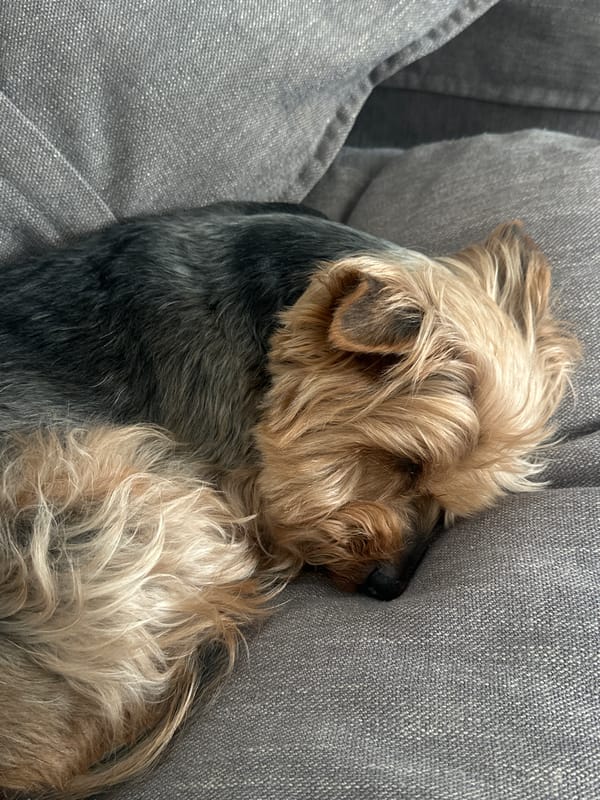 Yorkshire Terrier naps on couch in Ramat Gan