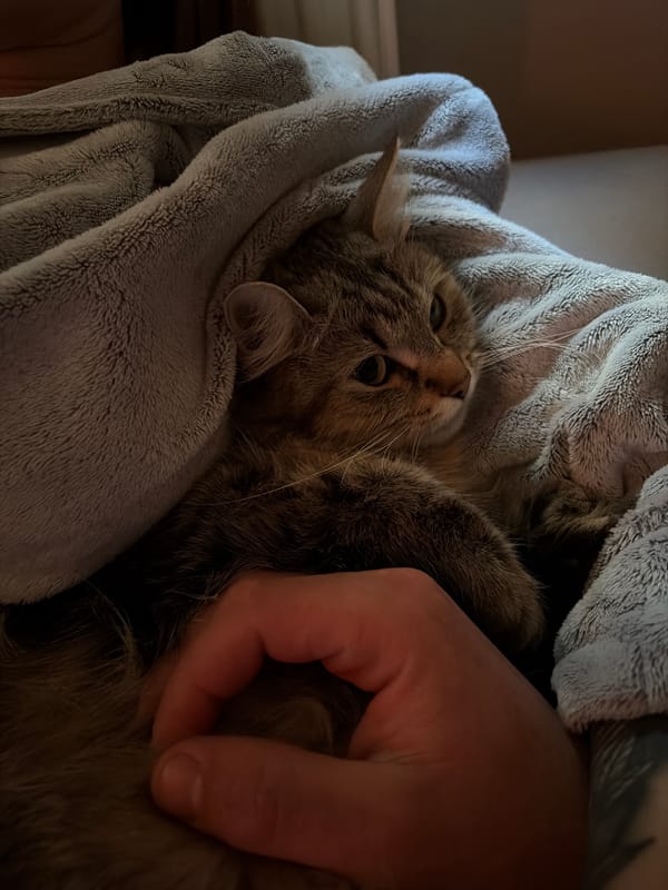 Person handles reluctant tabby cat in blanket indoors