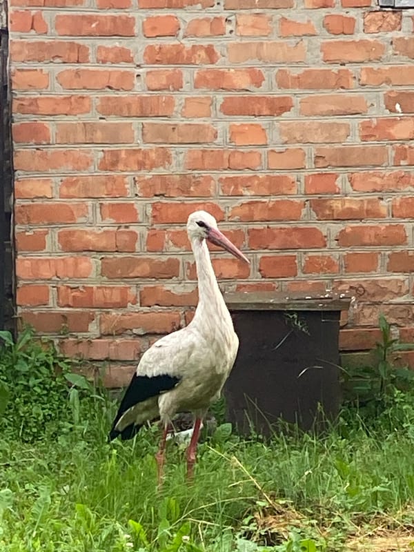 Spring day documented in rural Luka, Ukraine village