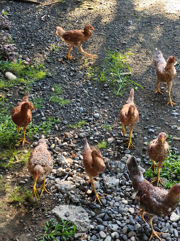 Farm animals observed in rocky outdoor area