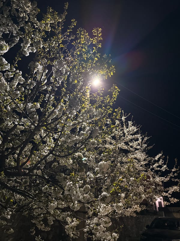 Blooming tree captured under street lamp in Markovo, Bulgaria