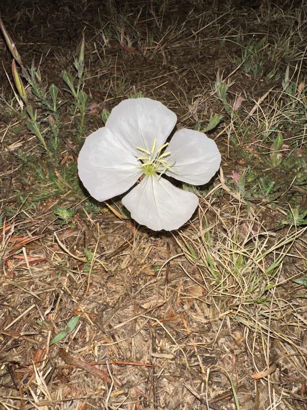 Single flower photographed twice in Puebla vegetation overnight