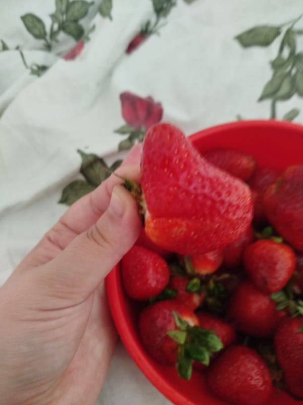 Fresh strawberries and a white cat on a lazy morning