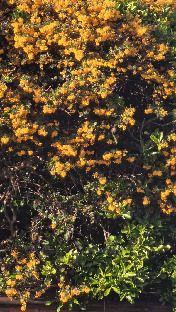 Yellow flowering bush spotted near brick structure in Lincoln