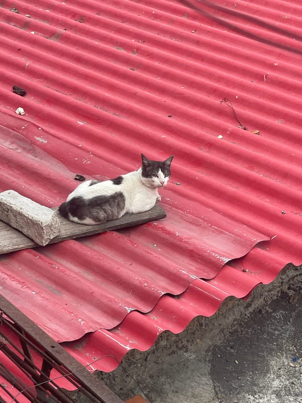 Cats spotted on rooftops and streets in Caracas