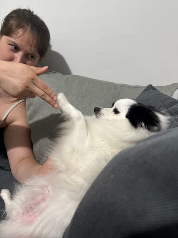 Domestic moments with pet dog documented in Stara Zagora home