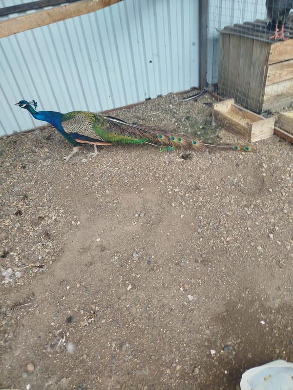 Peacock with full plumage near a rustic outdoor structure in Kemerovo