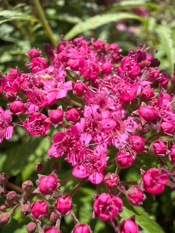 Bumblebee foraging on pink flowers in a Latvian garden