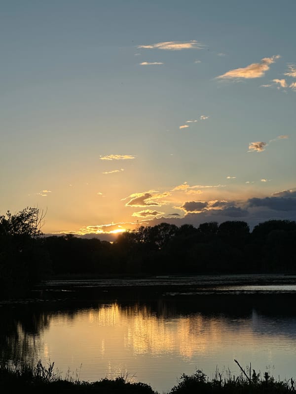 Sunset waterfront scene with duck and apartments captured