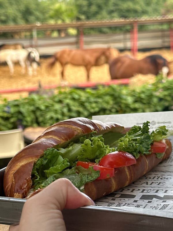 Morning at a Seday Hemed horse stable, gardens included