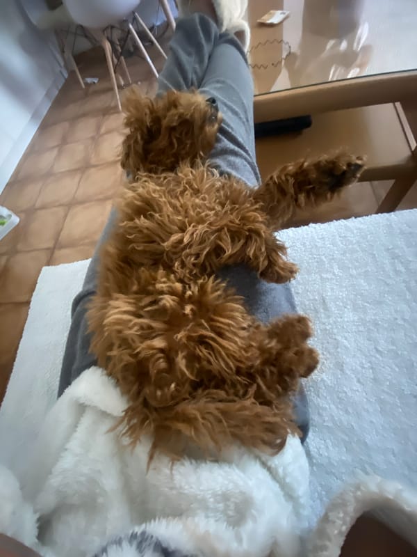 Pet owner documents cozy day with new poodle puppy