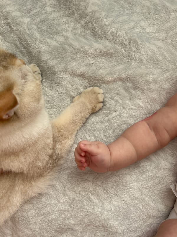 Baby and cat photographed together on blanket in Ufa