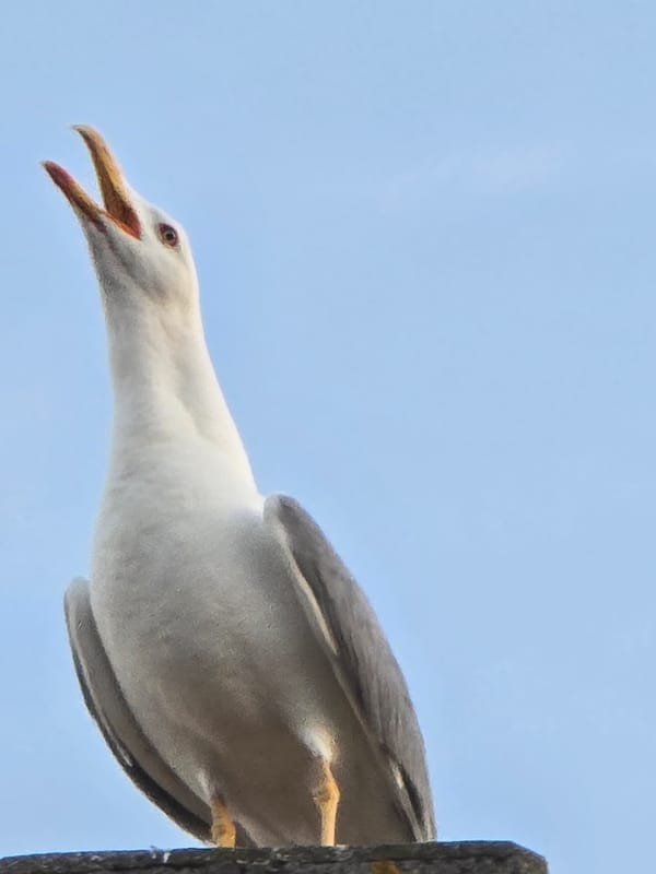 Evening wildlife and twilight scenes documented across Salerno, Italy