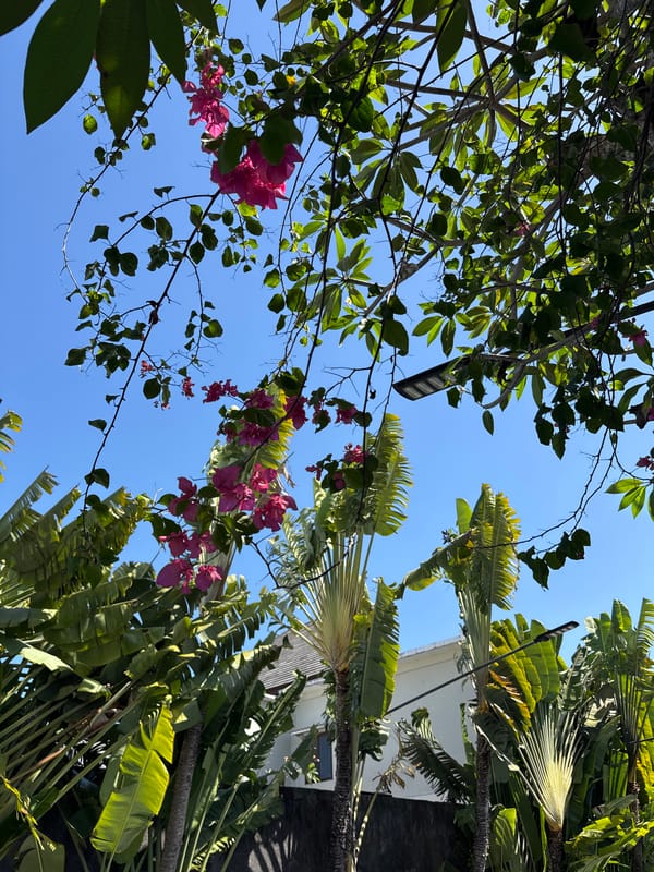 Lazy tropical pool morning with blooming flowers in Bali