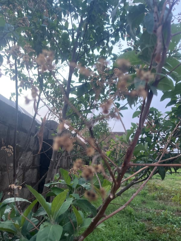 Naturalist documents post-rain flora and fauna in Jos, Nigeria
