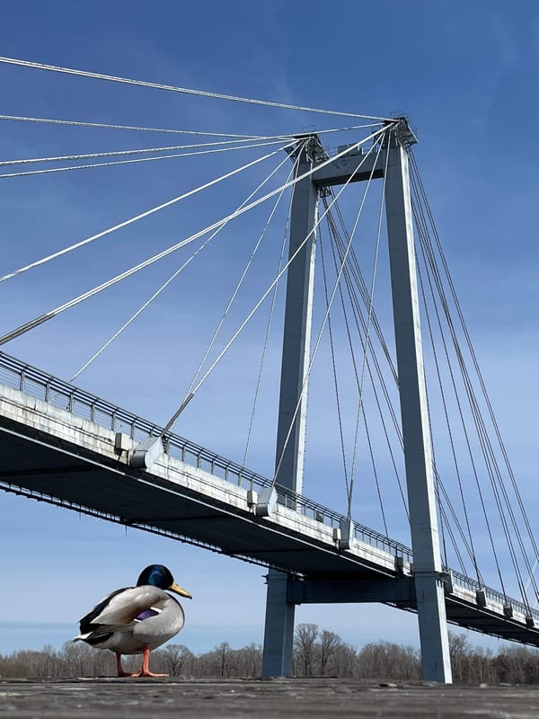Morning duck sighting and cycling recorded near Krasnoyarsk bridge