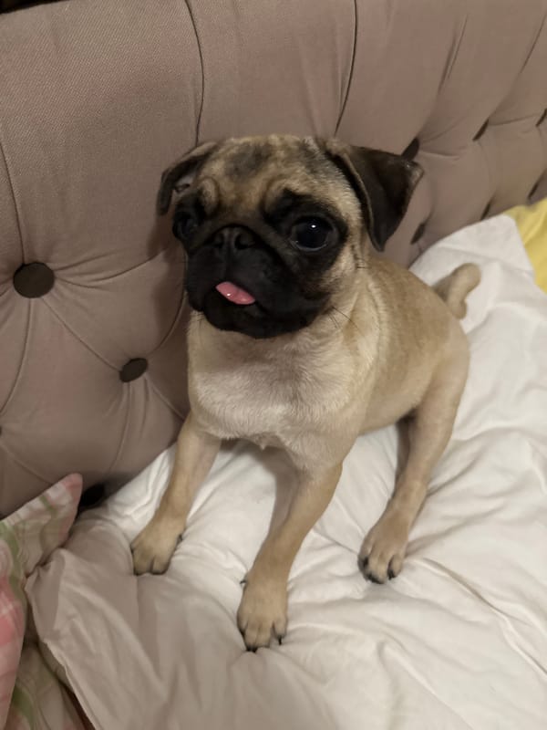 Pug photographed in multiple poses on bedroom bed