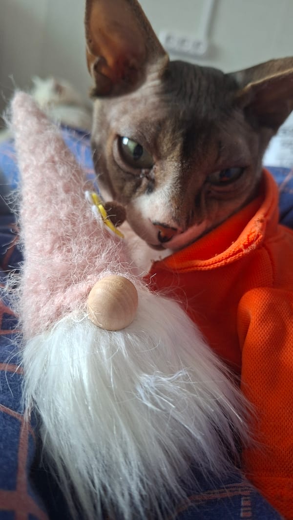 Rural Belarus resident documents cats and home decor collection