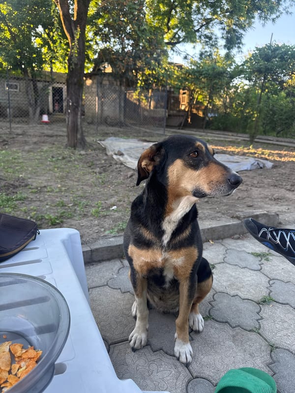 Lazy afternoon at a Zugdidi patio with a dog and chips