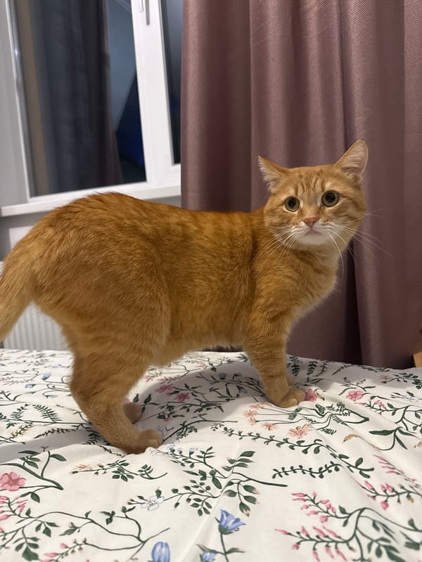 Orange cat displays curious behavior in Izhevsk home