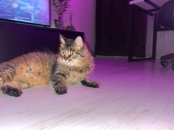 Tabby cat's evening in a Babruysk apartment with LED lighting