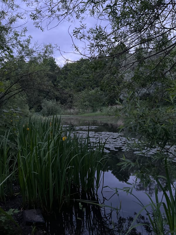 Evening walk documented through Saint Petersburg parks and waterways