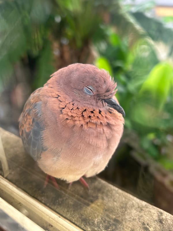 Dove rests and preens on a rainy windowsill in Ikorodu