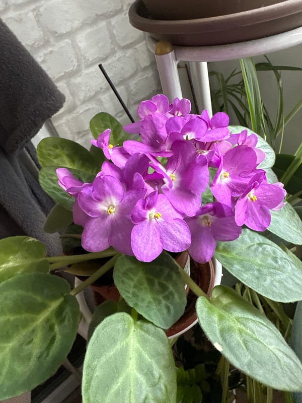 Orchids, violets, and a matte grey Audi A8 up close