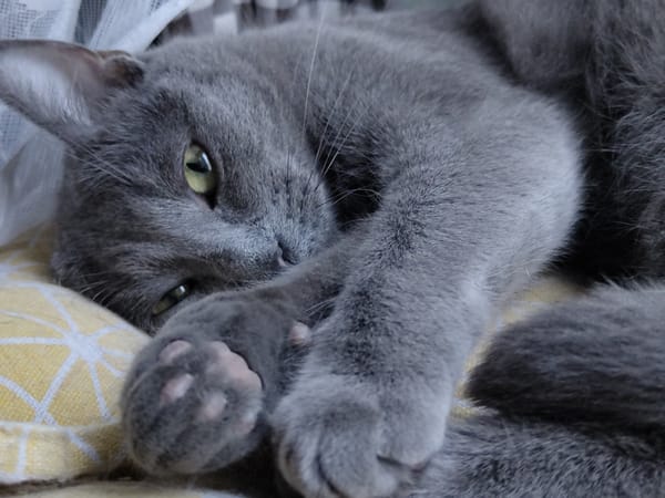 Gray tabby cat napping and winking, close-up.