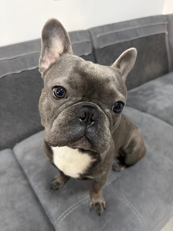 French Bulldog photographed in Ruse home with art displays