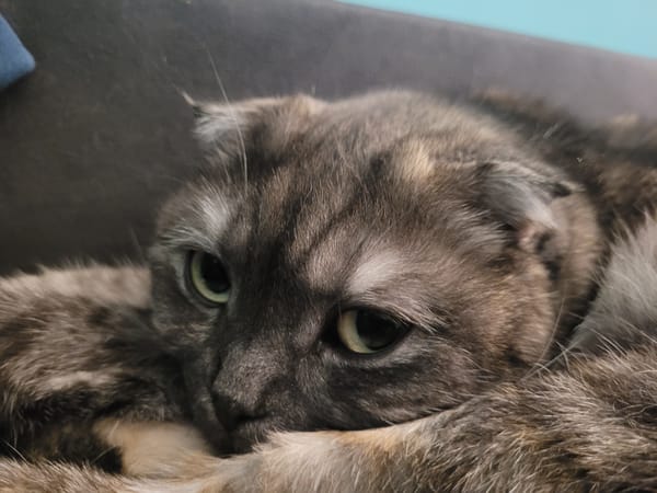 Domestic life moments captured in Izhevsk featuring cat, owner