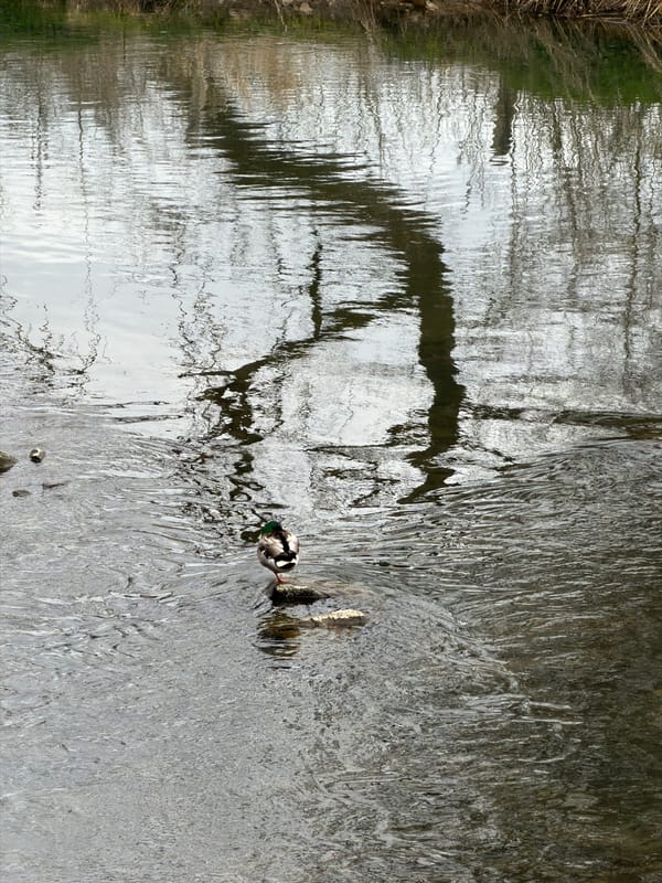 Mallard duck spotted in Alzette River, Esch-sur-Alzette