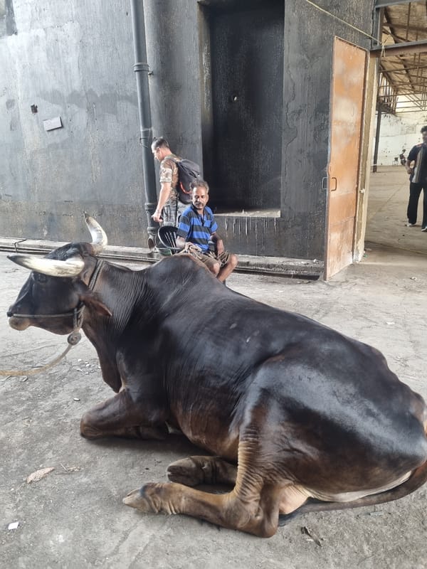 Tethered bull rests on Kalamassery street as locals gather
