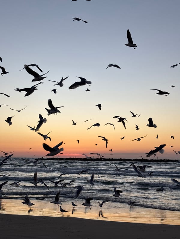 Tel Aviv beachgoers enjoy sunset with seagull flocks overhead