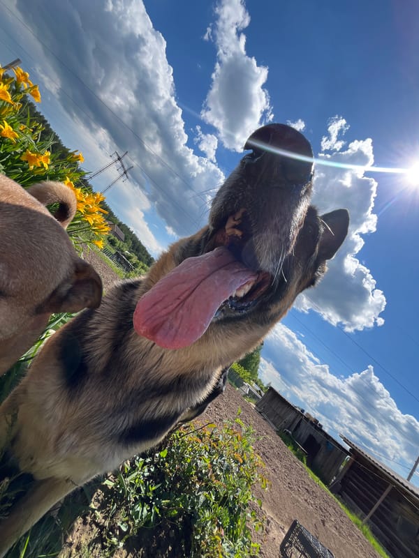 Dogs enjoy sunny morning in Nizhny Tagil gardens and porches