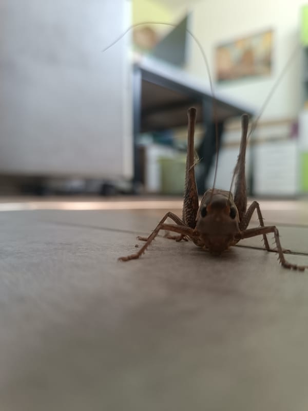 Up-close look at grasshoppers and crickets on indoor surfaces