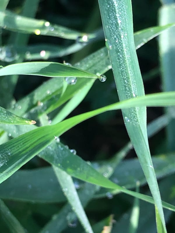 Urban nature scenes documented during spring morning observations