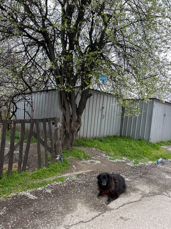 Dogs playing in park area, Plovdiv Bulgaria morning