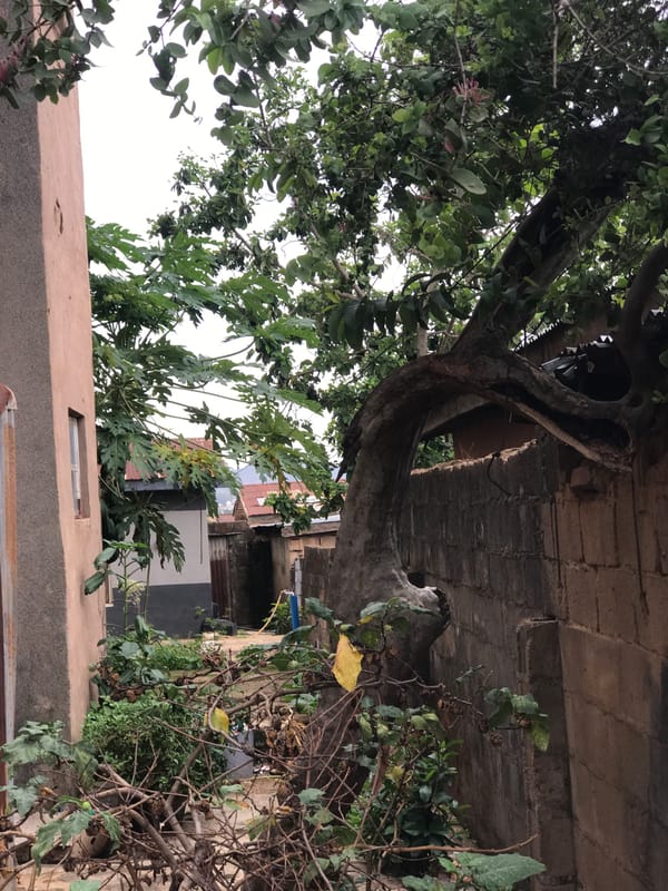 Alleyway flanked by brick and foliage in New Stadium, Nigeria
