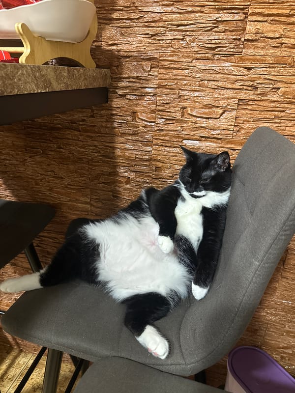 Cats and dogs doing absolutely nothing, Sayanogorsk edition.