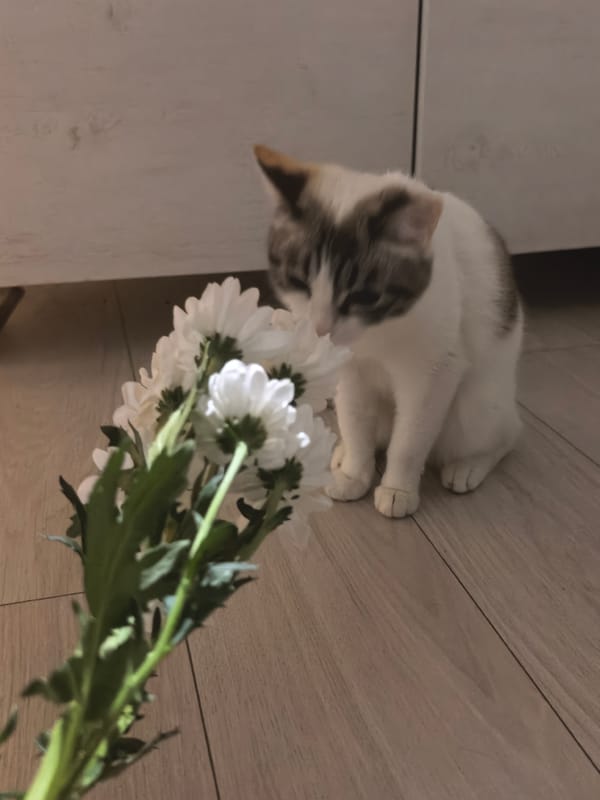 Cats exploring flowers during quiet evening at home