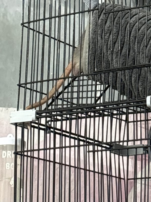 Pet owner documents multiple animals in Tolyatti home