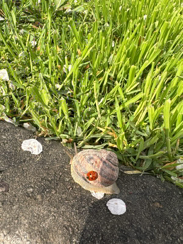 Spring wildlife documented in Simferopol: snails, ladybugs, blossoming trees